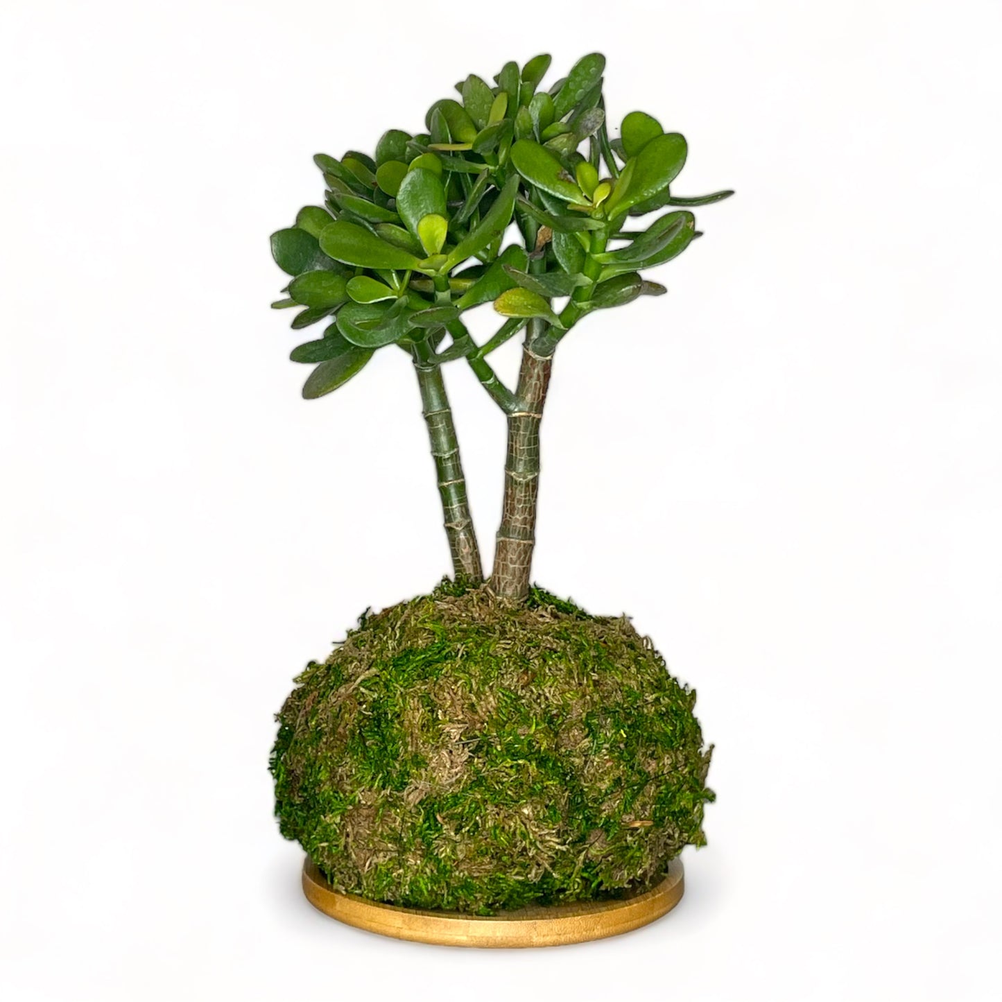 Kokedama